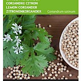 Buzzy Citroen Koriander Zaden