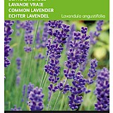 Buzzy Echte Lavendel Zaden