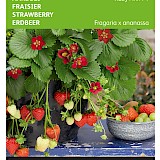 Buzzy Aardbei Zaden Ruby Ann F1