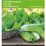 Buzzy Groenlof Zaden Vroege Zelfsluitende