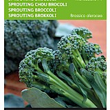 Buzzy Sprouting Broccoli Zaden Montebello F1