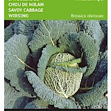 Buzzy Savooiekool Zaden Winterkoning 2