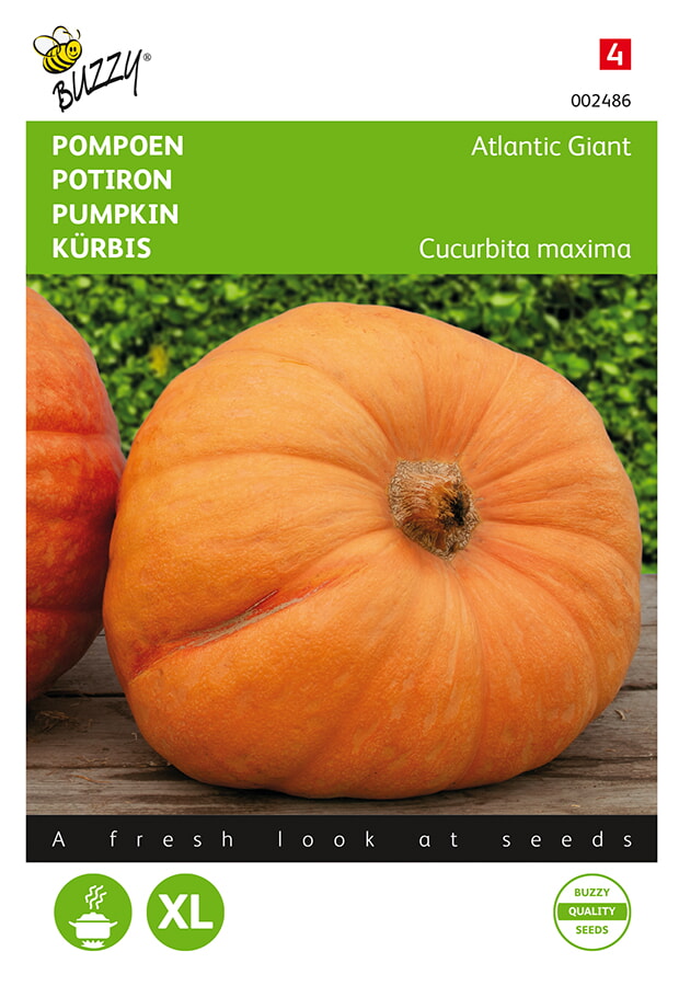 Buzzy Pompoen Zaden Atlantic Giant