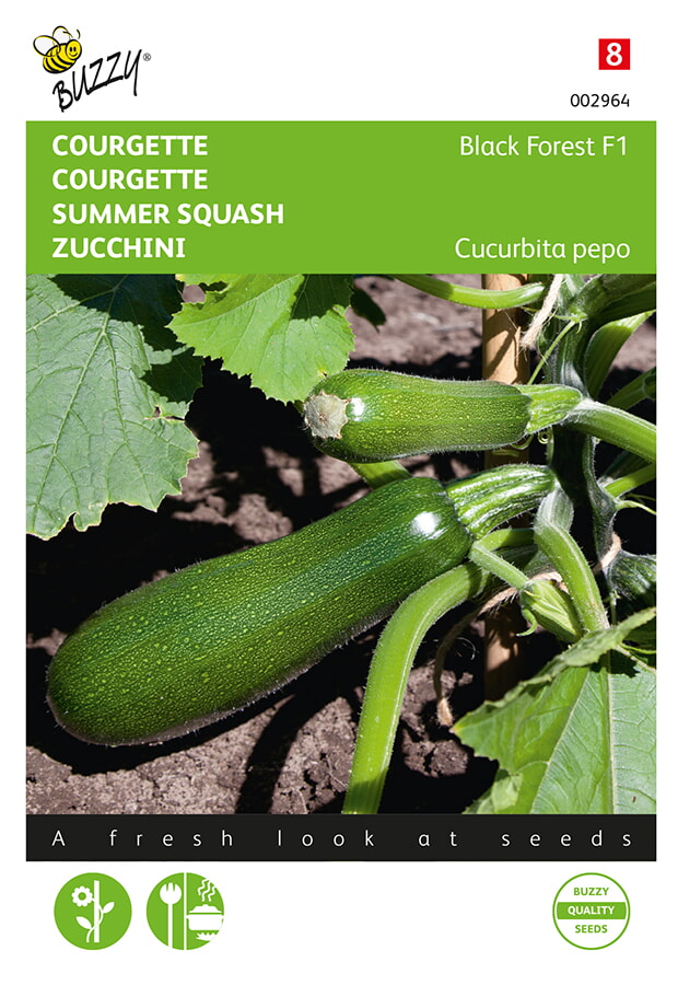 Buzzy Courgette Zaden Black Forest F1