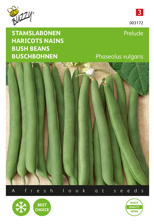Buzzy Stamslabonen Zaden Prelude