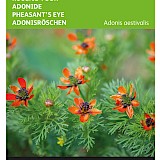 Buzzy Kooltje Vuur Zaden