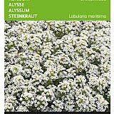 Buzzy Alyssum Zaden Sneeuwkleed