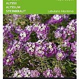 Buzzy Alyssum Zaden Royal Carpet