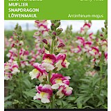 Buzzy Leeuwenbekje Zaden Cherry Twist