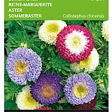 Buzzy Zomeraster Zaden Pompon