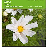 Buzzy Cosmea Zaden Hummingbird White