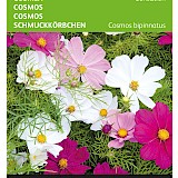 Buzzy Cosmea Zaden Sensation