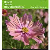 Buzzy Cosmea Zaden Apricotta