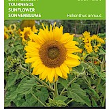 Buzzy Zonnebloem Zaden Dwarf Yellow