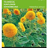 Buzzy Zonnebloem Zaden Sungold