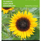 Buzzy Zonnebloem Zaden Sunrich Orange F1