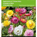 Buzzy Lage Strobloem Zaden Tom Thumb