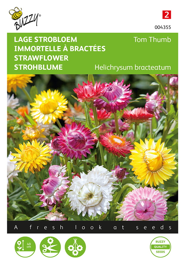 Buzzy Lage Strobloem Zaden Tom Thumb