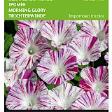 Buzzy Klimmende Winde Zaden Venice Pink