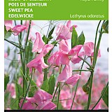 Buzzy Reuk- of Siererwt Zaden Royal Family Roze