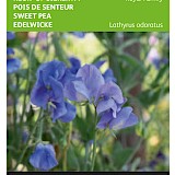 Buzzy Reuk- of Siererwt Zaden Royal Family Blauw