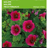 Buzzy Trechtermalva Zaden Purple Queen