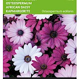 Buzzy Spaanse Margriet Zaden Akila