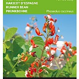 Buzzy Pronkboon Zaden Painted Lady