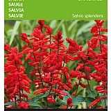 Buzzy Salvia Zaden Sint Jansvuur
