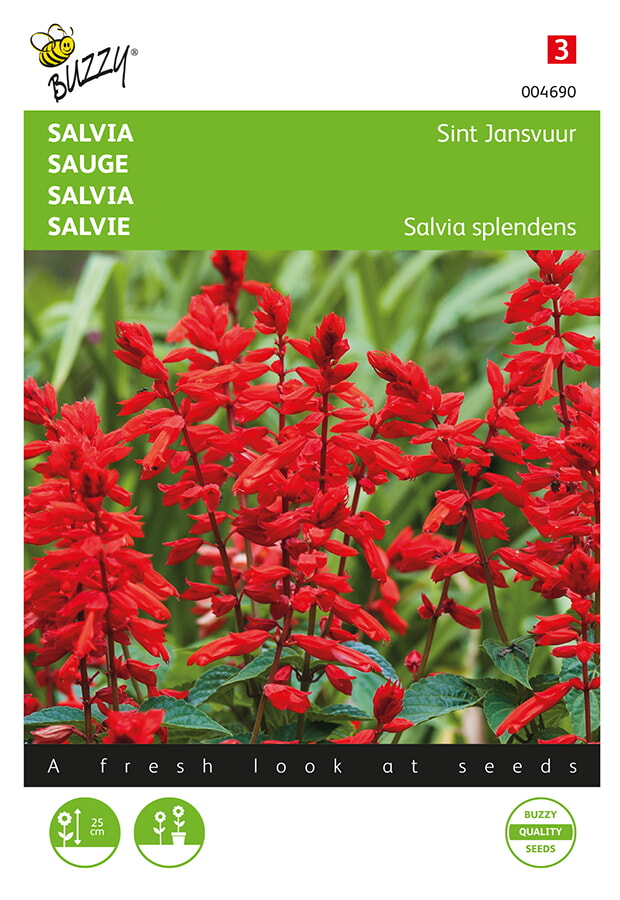 Buzzy Salvia Zaden Sint Jansvuur