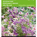 Buzzy Boerenorchidee Zaden Angel Wings