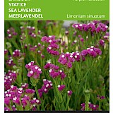 Buzzy Lamsoor Zaden Purple Attraction