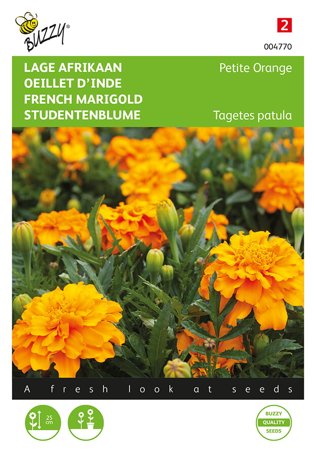 Buzzy Lage Afrikaan Zaden Petite Orange