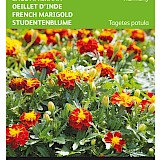 Buzzy Lage Afrikaan Zaden Harmony