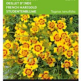 Buzzy Randjes Afrikaan Zaden Starfire