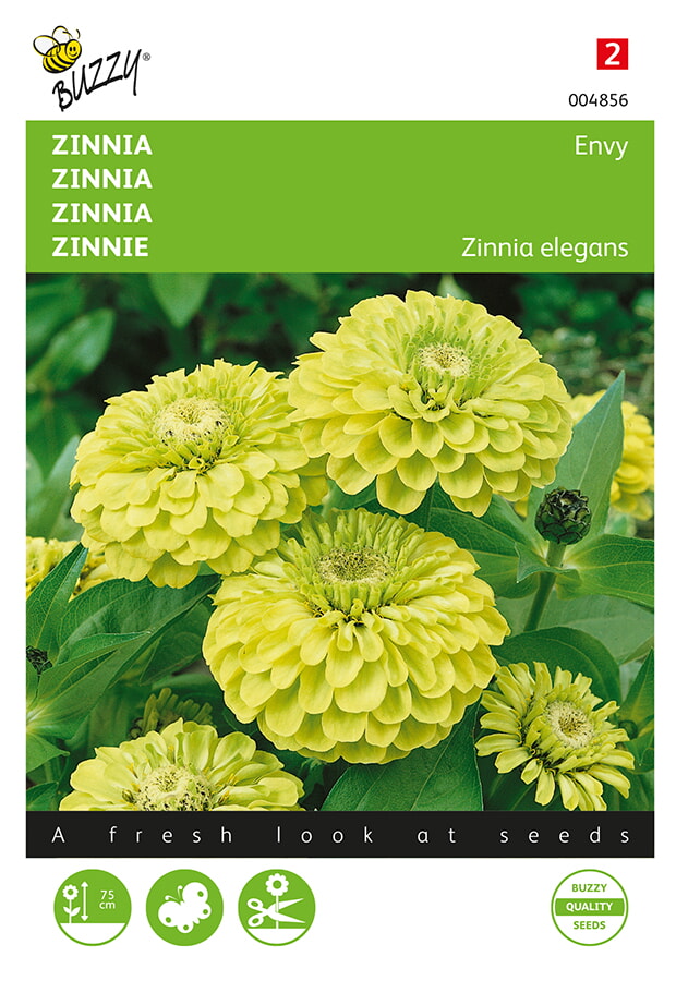 Buzzy Zinnia Zaden Envy