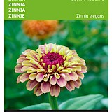 Buzzy Zinnia Zaden Queeny Red Lime