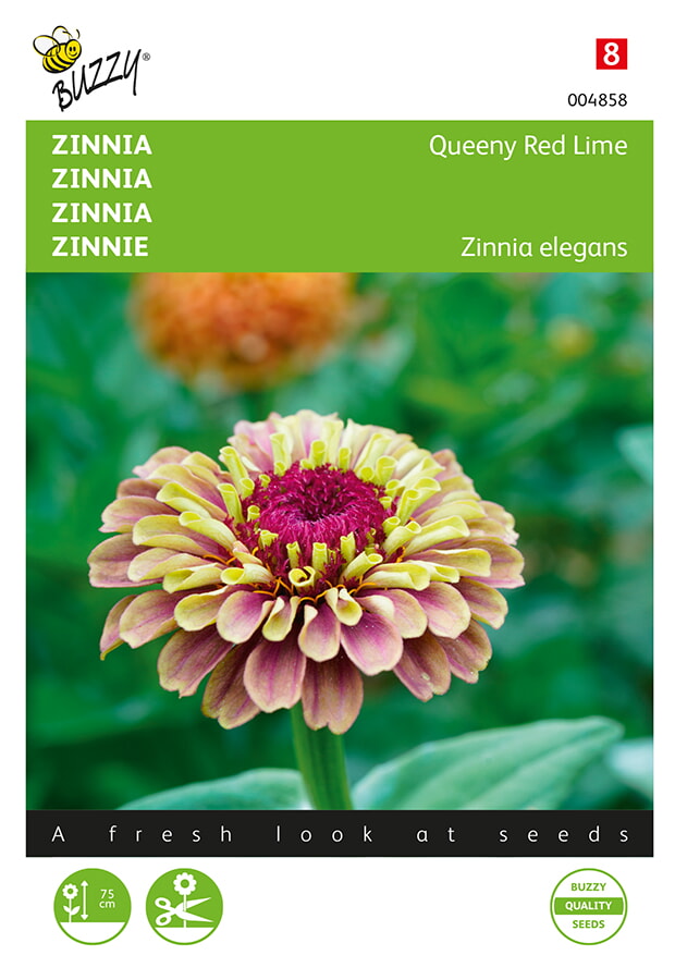 Buzzy Zinnia Zaden Queeny Red Lime