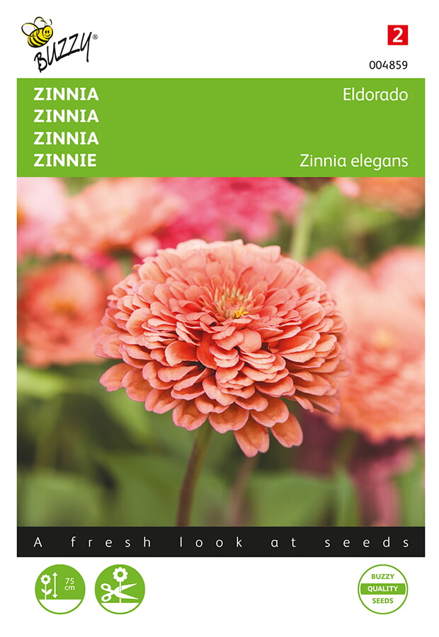 Buzzy Zinnia Zaden Eldorado