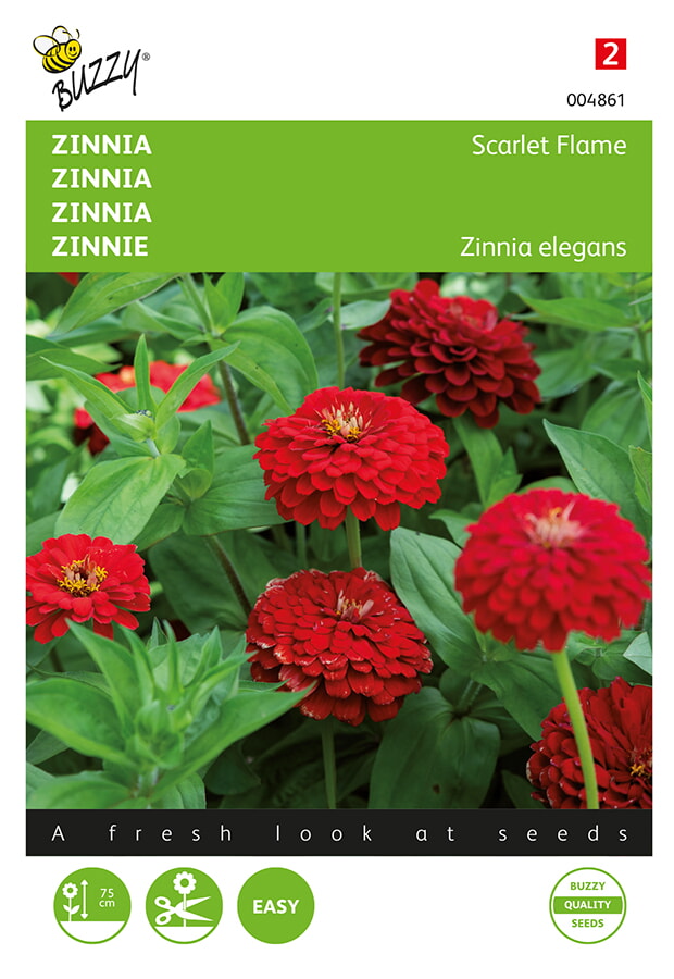 Buzzy Zinnia Zaden Scarlet Flame