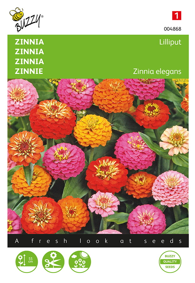 Buzzy Zinnia Zaden Lilliput
