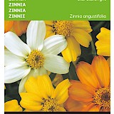 Buzzy Zinnia Zaden Star Starbright