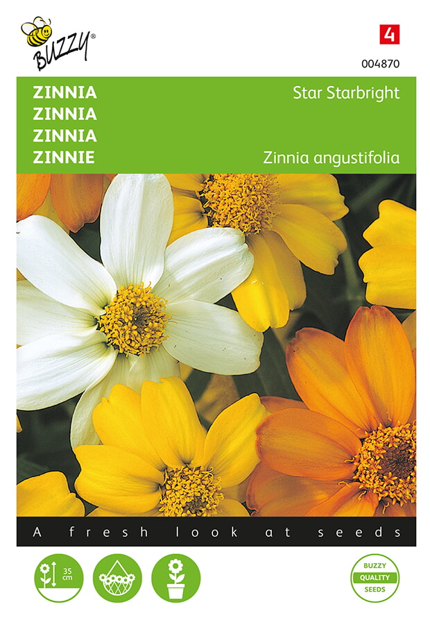 Buzzy Zinnia Zaden Star Starbright