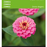 Buzzy Zinnia Zaden Lilliput Gem