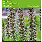 Buzzy Acanthus Zaden
