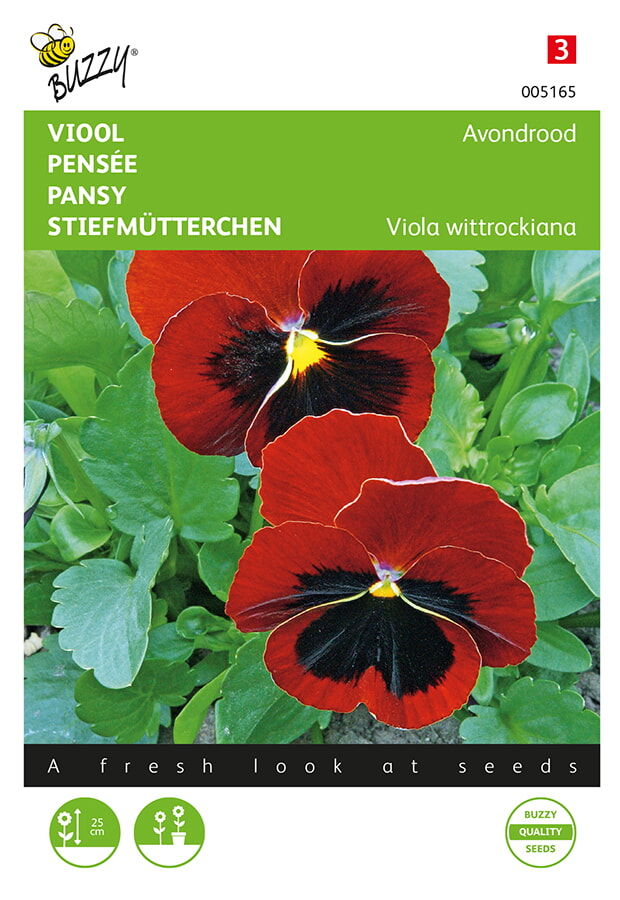 Buzzy Viool Zaden Avondrood