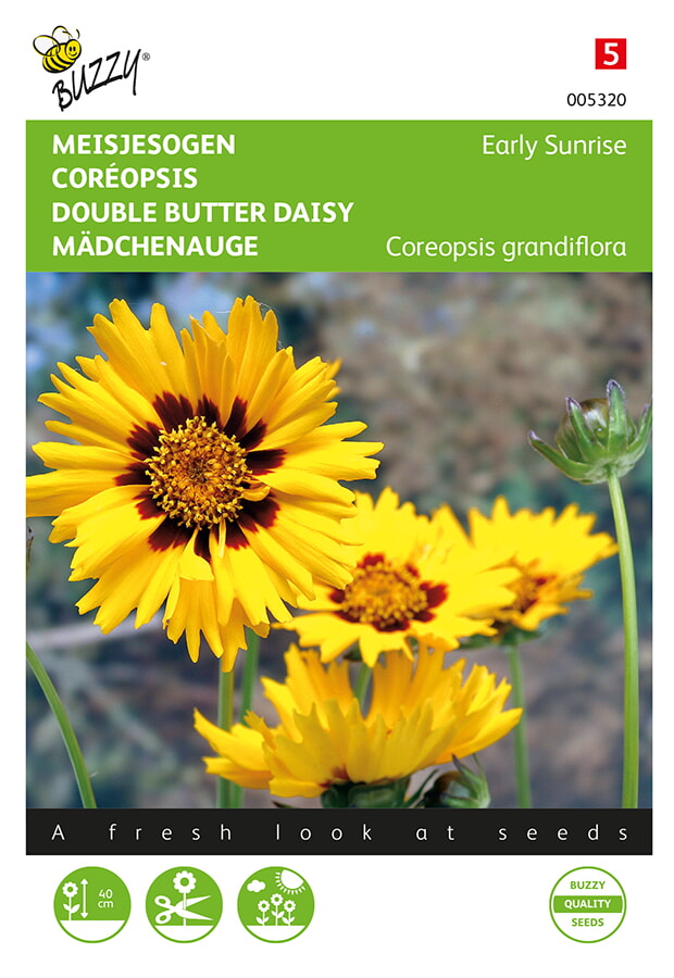 Buzzy Meisjesogen Zaden Early Sunrise
