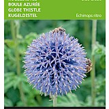 Buzzy Kogeldistel Zaden Blue Globe