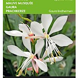 Buzzy Prachtkaars Zaden Sparkle White