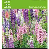Buzzy Lupine Zaden Russells Hybrids